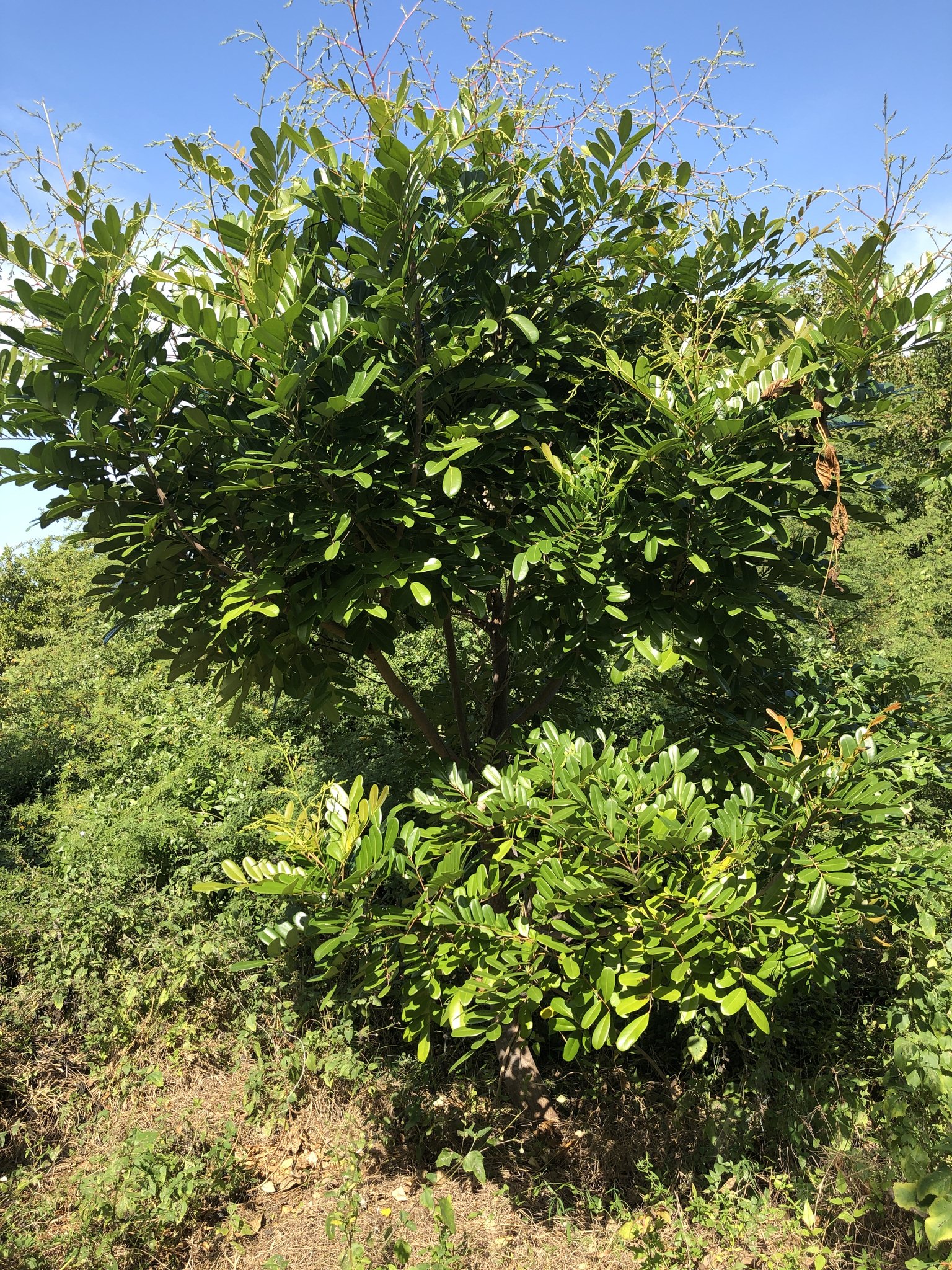 Simarouba glauca